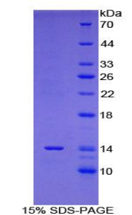 Recombinant Galanin (GAL)