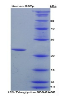 Recombinant Glutathione S Transferase Pi (GSTp)