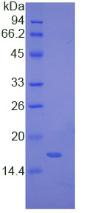 Recombinant Myosin Light Chain 1 (MYL1)