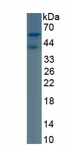 Recombinant Myogenin (MYOG)