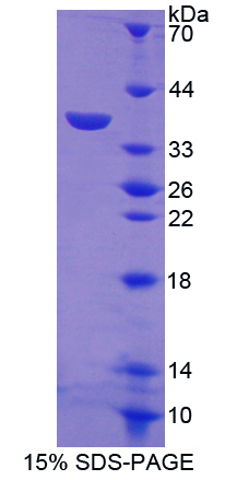 RPB119Mu01.jpg