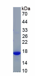 Recombinant Metallothionein 1 (MT1)