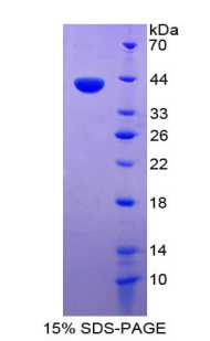 RPB132Hu01.jpg