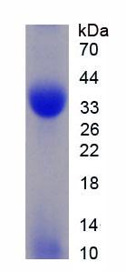 Recombinant Chondroitin Sulfate Proteoglycan 4 (CSPG4)