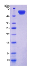 Recombinant Cadherin, Osteoblast (CDHOB)