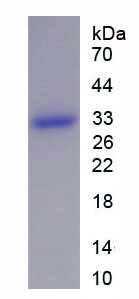 Recombinant Fibrinogen Alpha Chain (FGA)