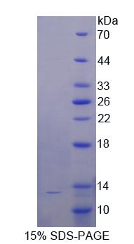 Recombinant Target Of The Antiproliferative Antibody 1 (TAPA1)