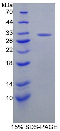 Recombinant Caspase 10 (CASP10)