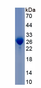 Recombinant Placental Lactogen (PL)