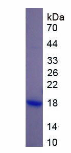 Recombinant Lysozyme (LZM)