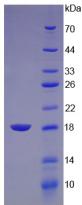 Recombinant Lysozyme (LZM)