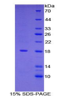 Recombinant Glia Maturation Factor Gamma (GMFg)