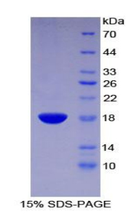 Recombinant Glia Maturation Factor Gamma (GMFg)