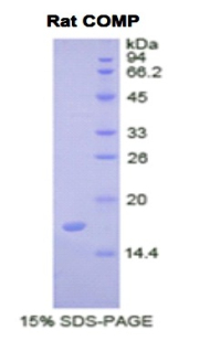 Recombinant Cartilage Oligomeric Matrix Protein (COMP)