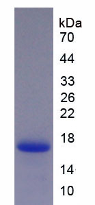 Recombinant Neurokinin B (NKB)