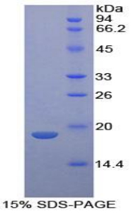 Recombinant Neurotensin (NT)