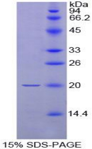 Recombinant Neurotensin (NT)