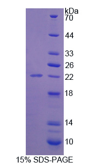 Recombinant Contactin 2 (CNTN2)