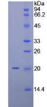 Recombinant C-Type Lectin Domain Family 2, Member C (CLEC2C)