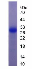 Recombinant Granzyme K (GZMK)