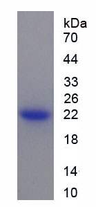 Recombinant Relaxin (RLN)