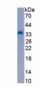 Recombinant Relaxin (RLN)