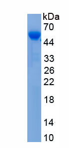 Recombinant Hyaluronidase (HAase)