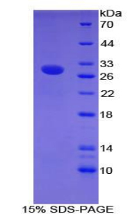 Recombinant Contactin-associated protein-like 4 (CNTNAP4)