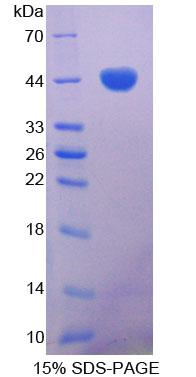 Recombinant Gastrin (GT)