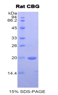 Recombinant Corticosteroid Binding Globulin (CBG)