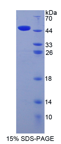 Recombinant Integrin Alpha 2 (ITGa2)