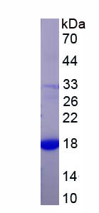 Recombinant Cytotoxic T-Lymphocyte Associated Antigen 4 (CTLA4)