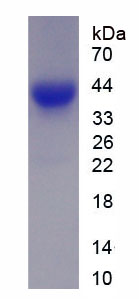 Recombinant Matrix Extracellular Phosphoglycoprotein (MEPE)