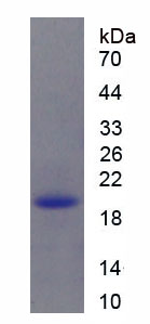 Recombinant Thymus Expressed Chemokine (TECK)