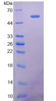 Recombinant Cluster Of Differentiation 73 (CD73)