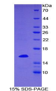 Recombinant Tumor Necrosis Factor Ligand Superfamily, Member 7 (TNFSF7)