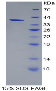 Recombinant Pancreatic Polypeptide (PP)