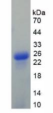 Recombinant Glucagon (GCG)