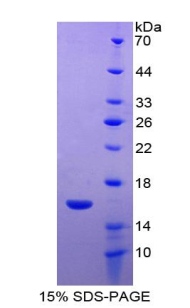 Recombinant Fatty Acid Binding Protein 7, Brain (FABP7)