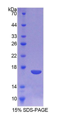 Recombinant Cathepsin D (CTSD)