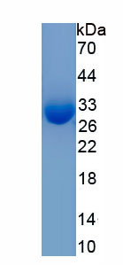 Recombinant Milk Fat Globule EGF Factor 8 (MFGE8)
