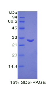 Recombinant Milk Fat Globule EGF Factor 8 (MFGE8)