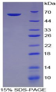 Recombinant Integrin Alpha 5 (ITGa5)