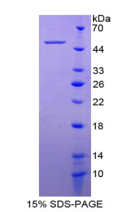 Recombinant Integrin Alpha 5 (ITGa5)