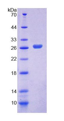 Recombinant Integrin Alpha 3 (ITGa3)