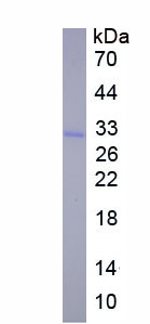 Recombinant Ret Proto-Oncogene (RET)