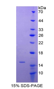 Recombinant V-Ha-Ras Harvey Rat Sarcoma Viral Oncogene Homolog (HRAS)