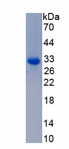 Recombinant Integrin Alpha FG GAP Repeat Containing Protein 1 (ITFG1)