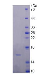 Recombinant Dopamine Receptor D1 (DRD1)