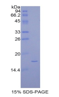 Recombinant Pleiotrophin (PTN)